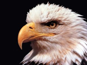 Bald_Eagle_Photos_Free[1]