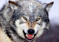 free_pictures_of_wolves_Thumb[1]