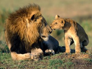 Pictures_of_Lions_Free[1]